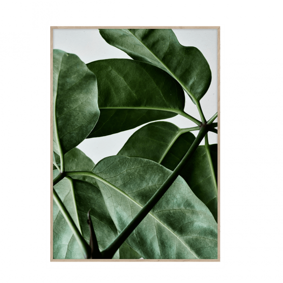 PAPER COLLECTIVE - GREEN HOME 01 50X70 PLAKAT